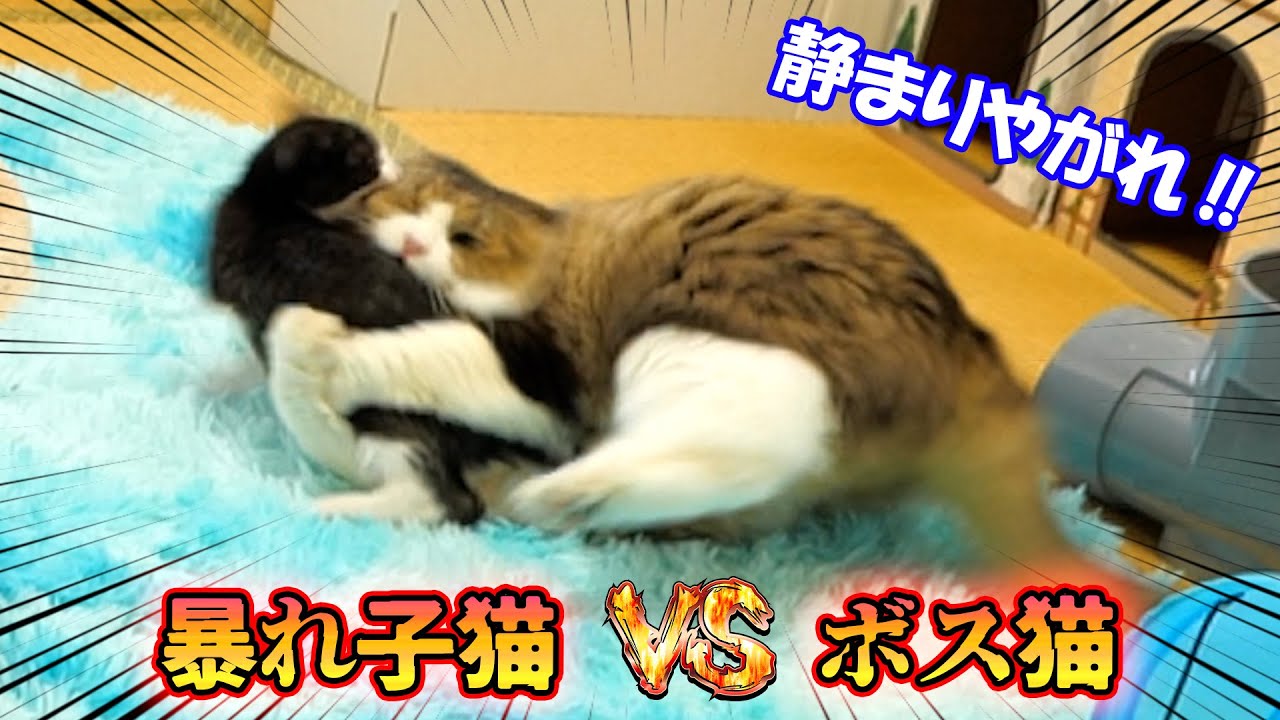 子猫達がわんぱく過ぎてついにボス吉の手にも負えなくなってきました🐈🐈💨【仲良し子猫姉妹の成長記録】