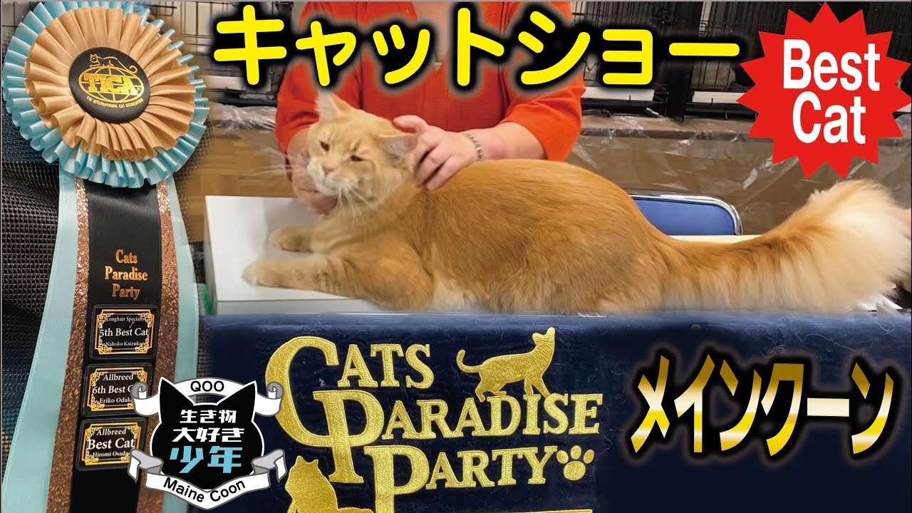 【メインクーン、ベスト獲得】優良ブリーダーが産み出す最高に美しい大型猫／キャットショーってどんなところ？