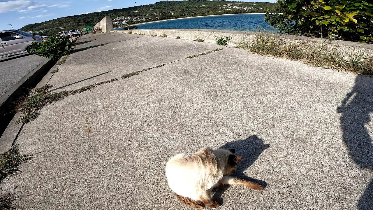 沖縄のきれいな海とシャム猫【猫島】【奥武島】