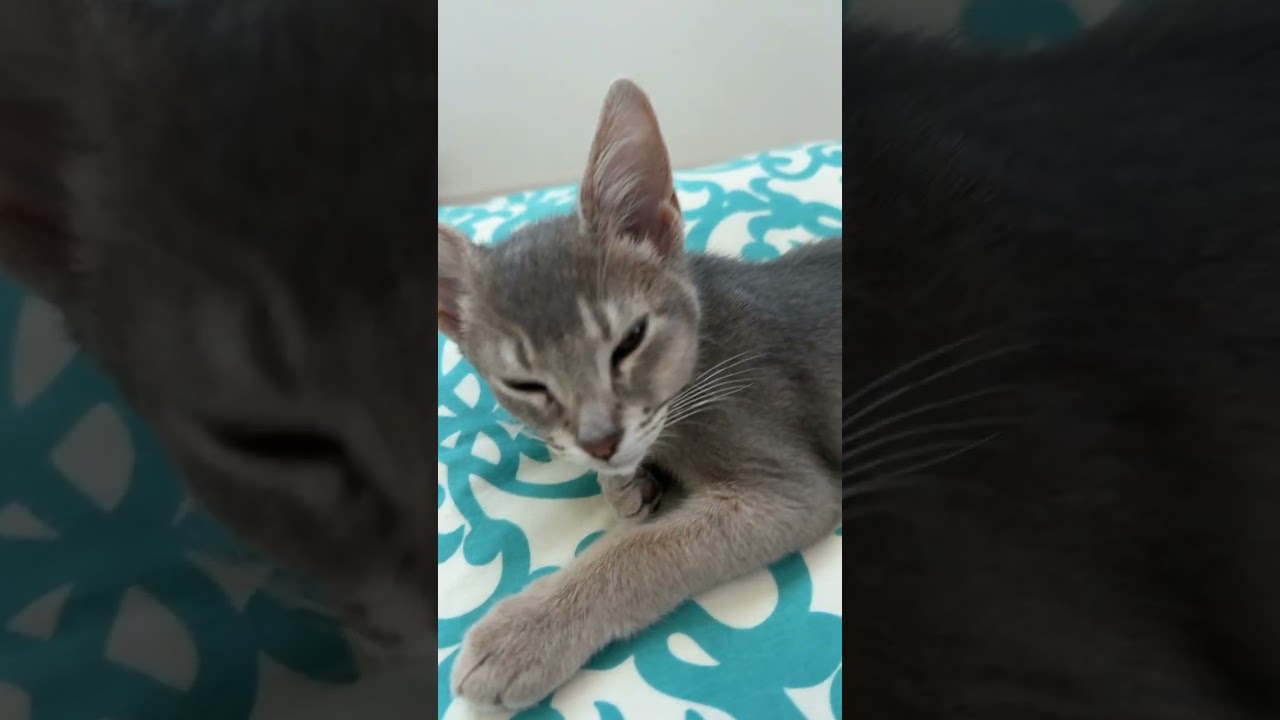 みのりショート #abyssinian #子猫 #保護猫 #子猫 #保護猫 #かわいい #アビシニアン #猫のいる暮らし #ねこ #猫 #cat #猫好きさんと繋がりたい
