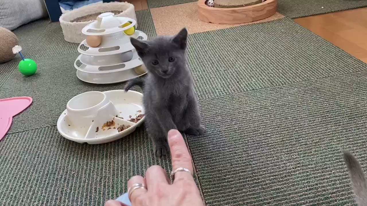 ロシアンブルー とても人懐っこく明るく優しいハンサムくんです。 ブルー（ダブルコート）