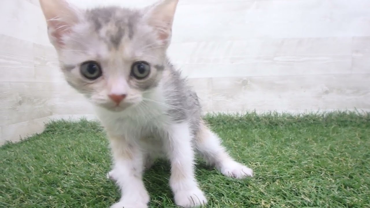 Coo&RIKU　No00678136 スコティッシュフォールド