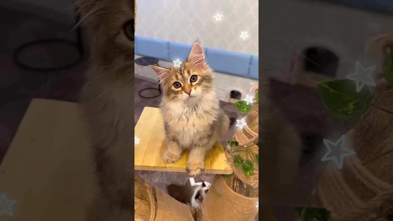 珍しい😻ゴールデンの男の子のハーレー君😻肩にのるサイベリアンのサラちゃんがお母さん。ハーレー君もママと同じく肩に乗る子になります💕#サイベリアン #猫 #子猫