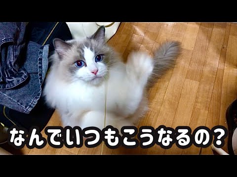 なんでいつもこうなるの？#ねこ#ラグドール