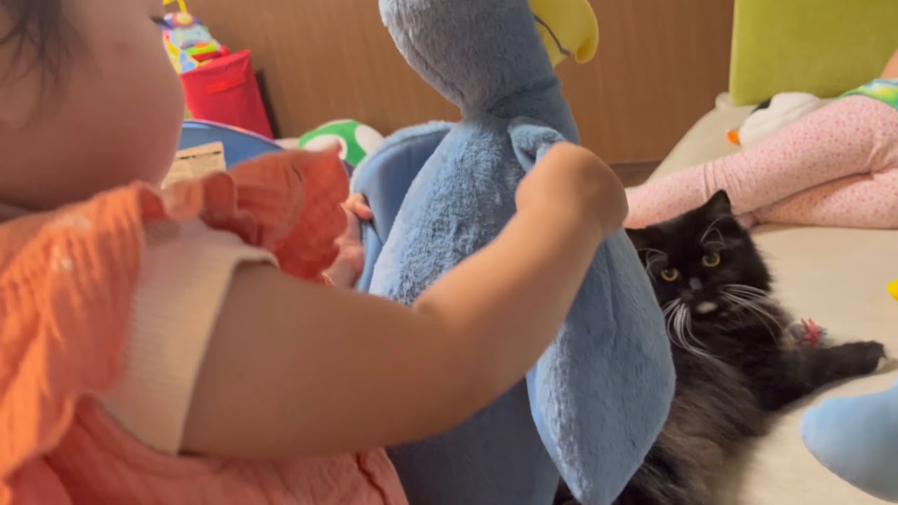 ぬいぐるみごっこの相手をさせられてゆっくりできない猫　ラガマフィン　Cat you can't relax slowly