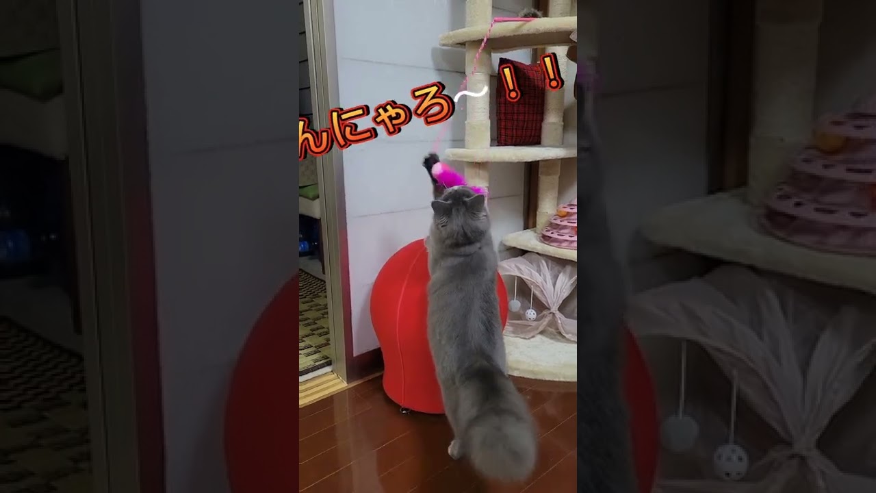 ダイソーのおもちゃで遊ぶ猫 【サイベリアン・キキのKIKICHANNEL】#shorts