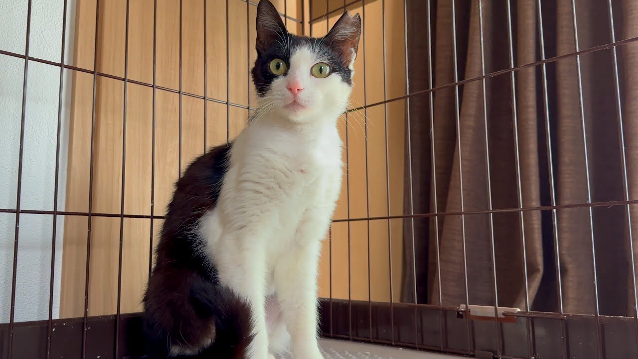 妊娠していた地域猫だんしゃくの保護経緯【地域猫】