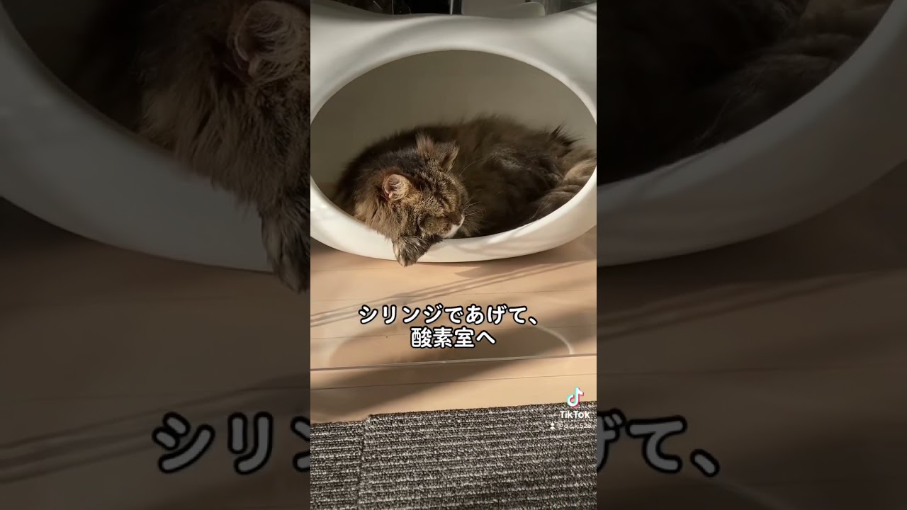 猫リンパ腫 #スコティッシュフォールド #ねこ #猫