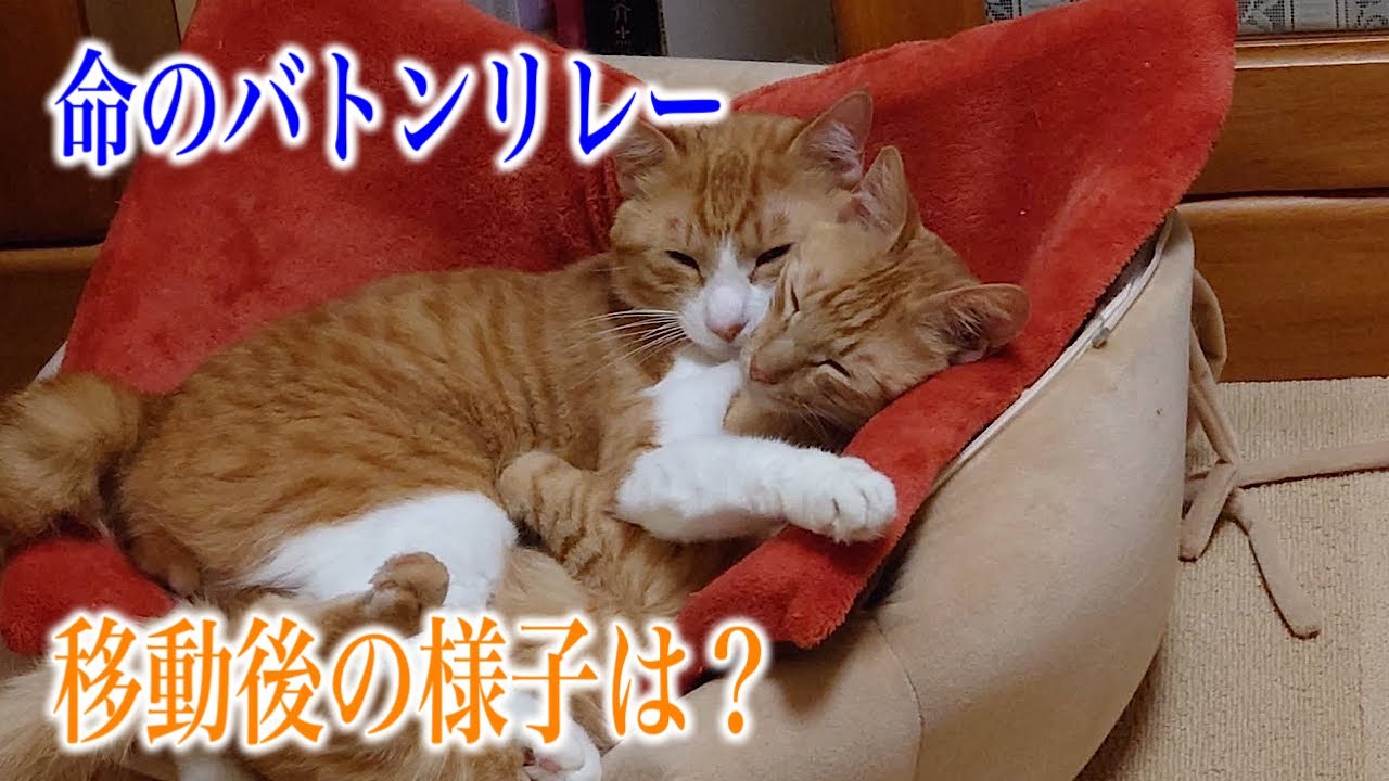 【命のバトンリレー】元野良猫達の人馴れ訓練の為に次の預かりに移動させた2匹の様子