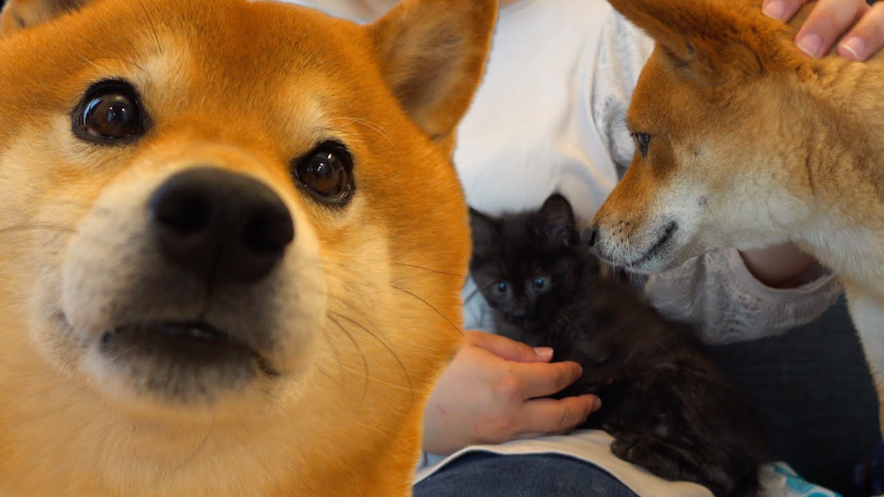 子猫の病院で母親化する柴犬‥帰宅するとホッコリする動きへ。