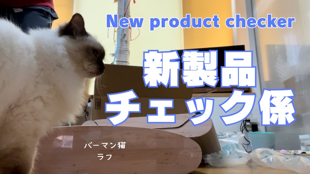 バーマン猫ラフ【新製品チェック係】New product checker（バーマン猫）Birman/Cat