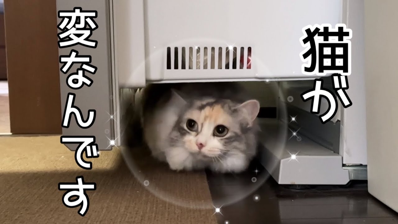 我が家の猫がまた変な事をしています