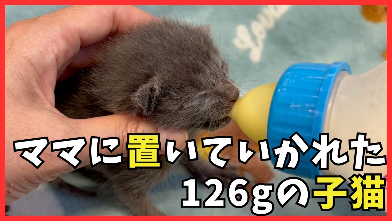 【子猫保護】ママに置いて行かれた126g子猫