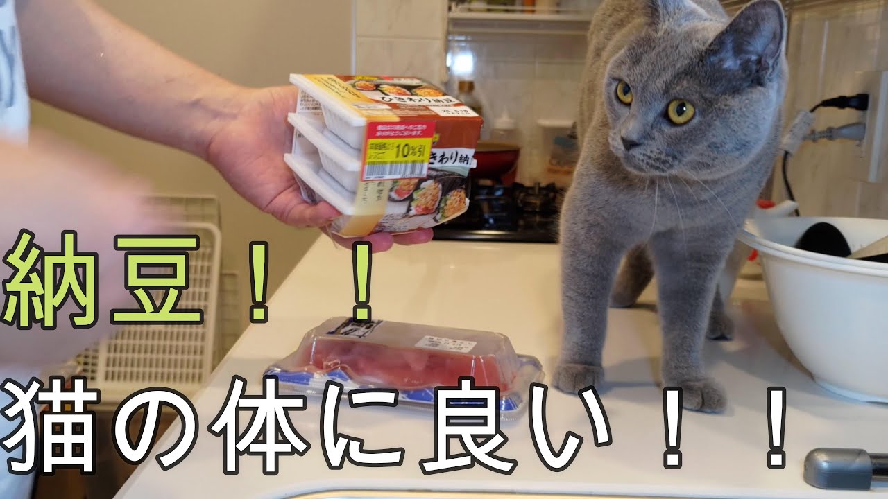 納豆は猫の体に良い！！