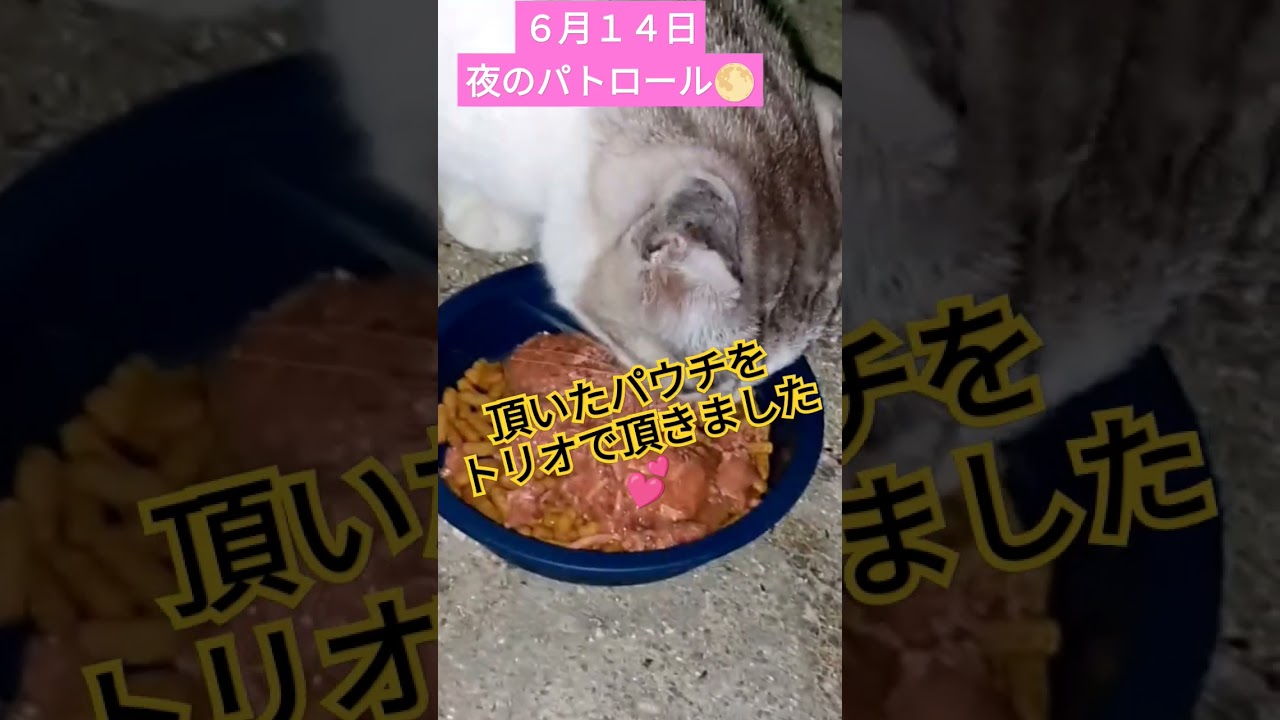 【６月１４日夜猫パトロール🐱】結彩様からの愛情フードを持っていきました🙏