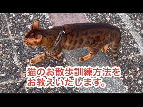 No.0725【猫のお散歩訓練方法】をお教えいたします