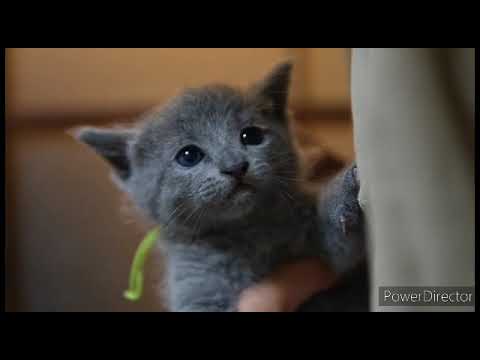 ロシアンブルー 可愛らしいお顔立ちの男の子♪