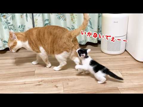 先住猫が子猫をなぜか無視する理由