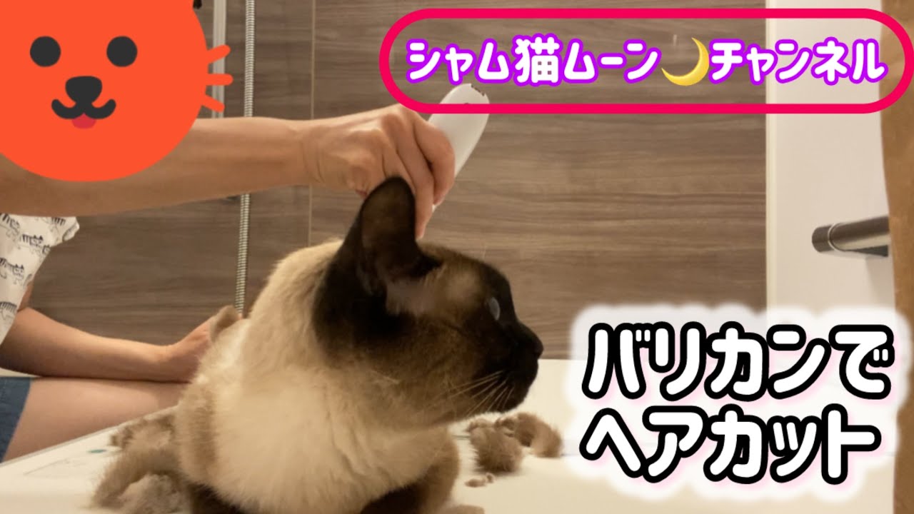 シャム猫ムーン🌙チャンネル・バリカンでヘアカット💗