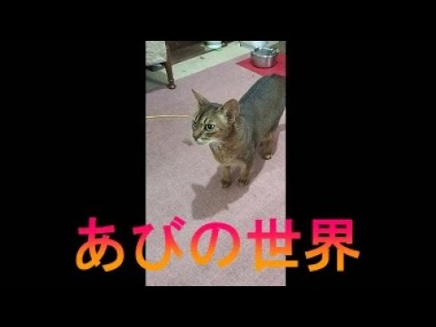ネコ動画あび＃3737　あびの毎日　アビシニアン　あび