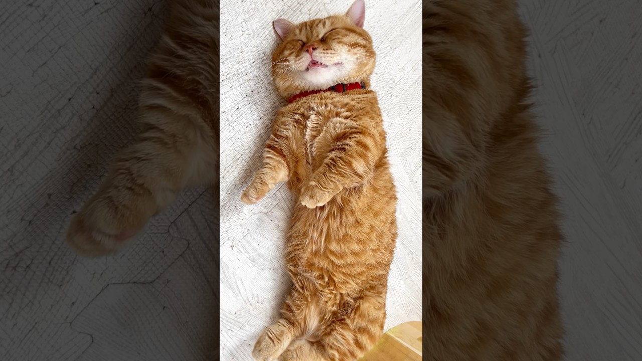 少し緊張してる #被害者役の猫 #マンチカン #shorts