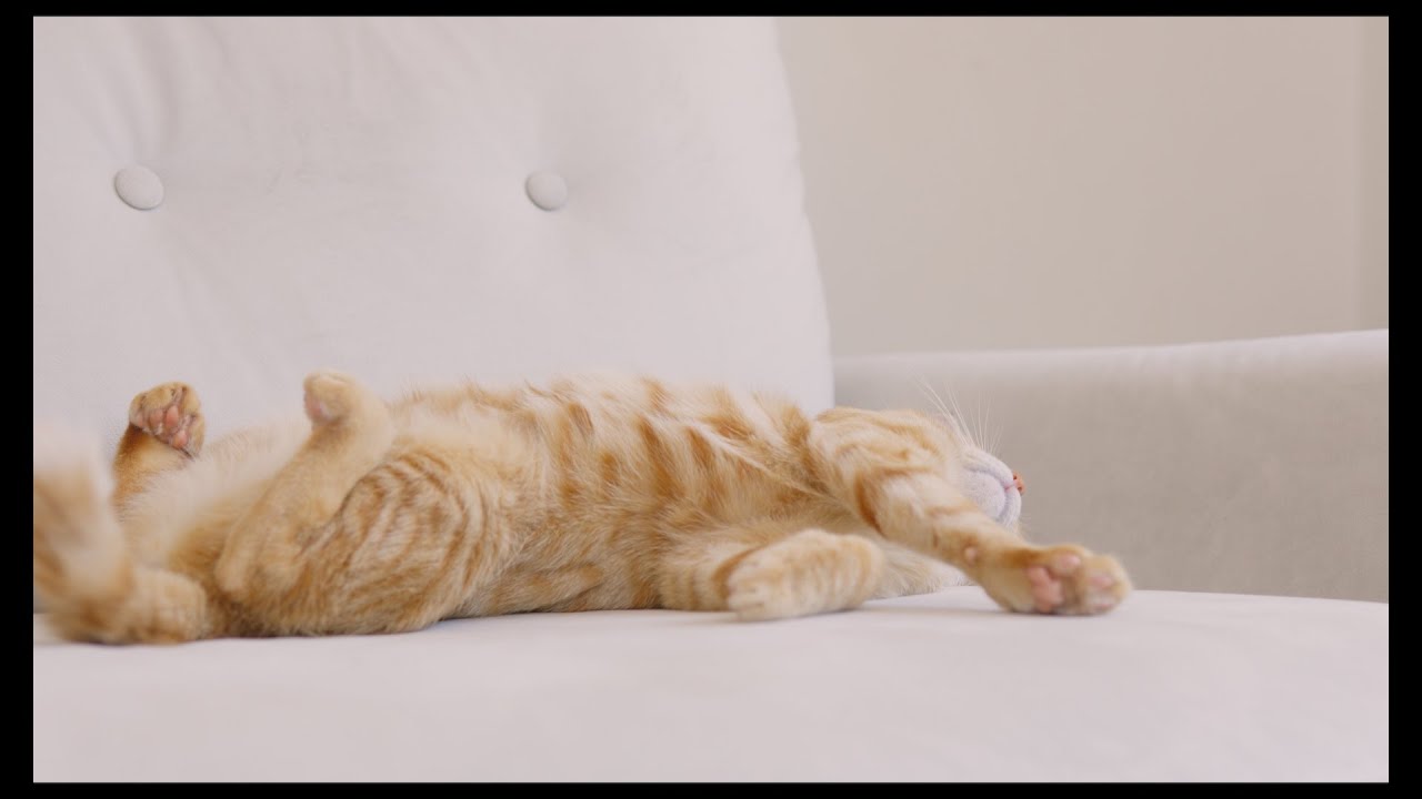 ゴロゴロするのが大好きな猫たち