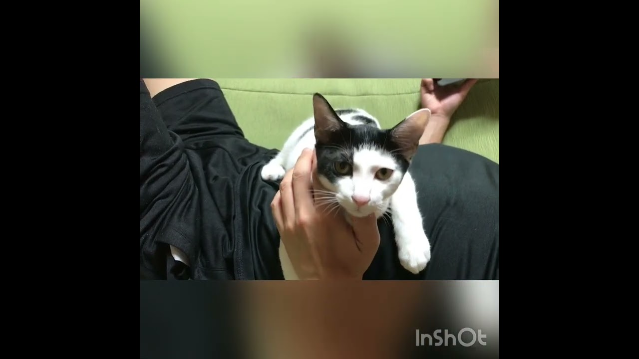 「パパさん大好きにゃ」