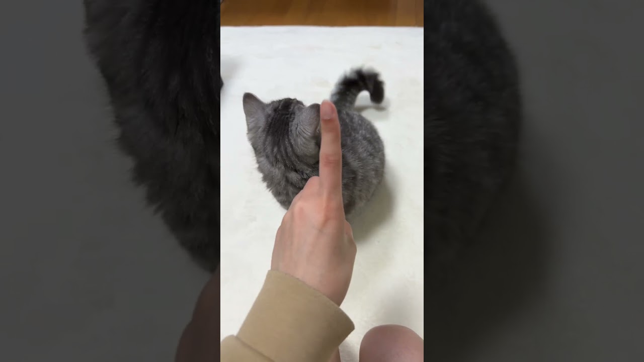 ちゅ〜るに飛びつく猫😸 #shorts #猫 #マンチカン #cat #kitty #ちゅーる #可愛くてごめん