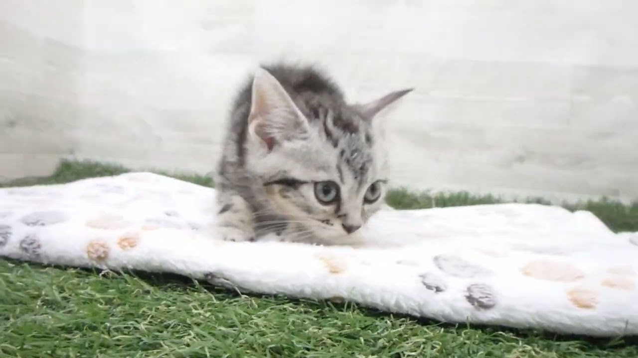 00600202 アメリカンショートヘアー