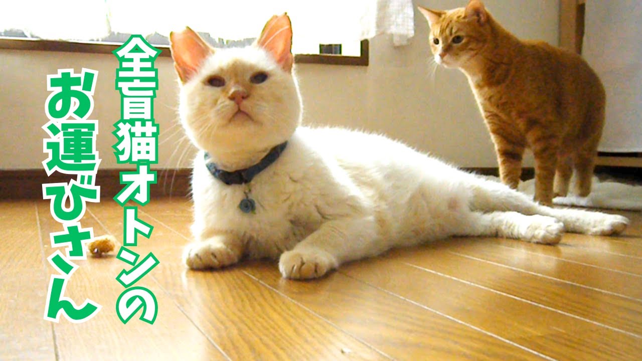 【森猫】全盲猫オトンがお運びさんする姿を初めて見た