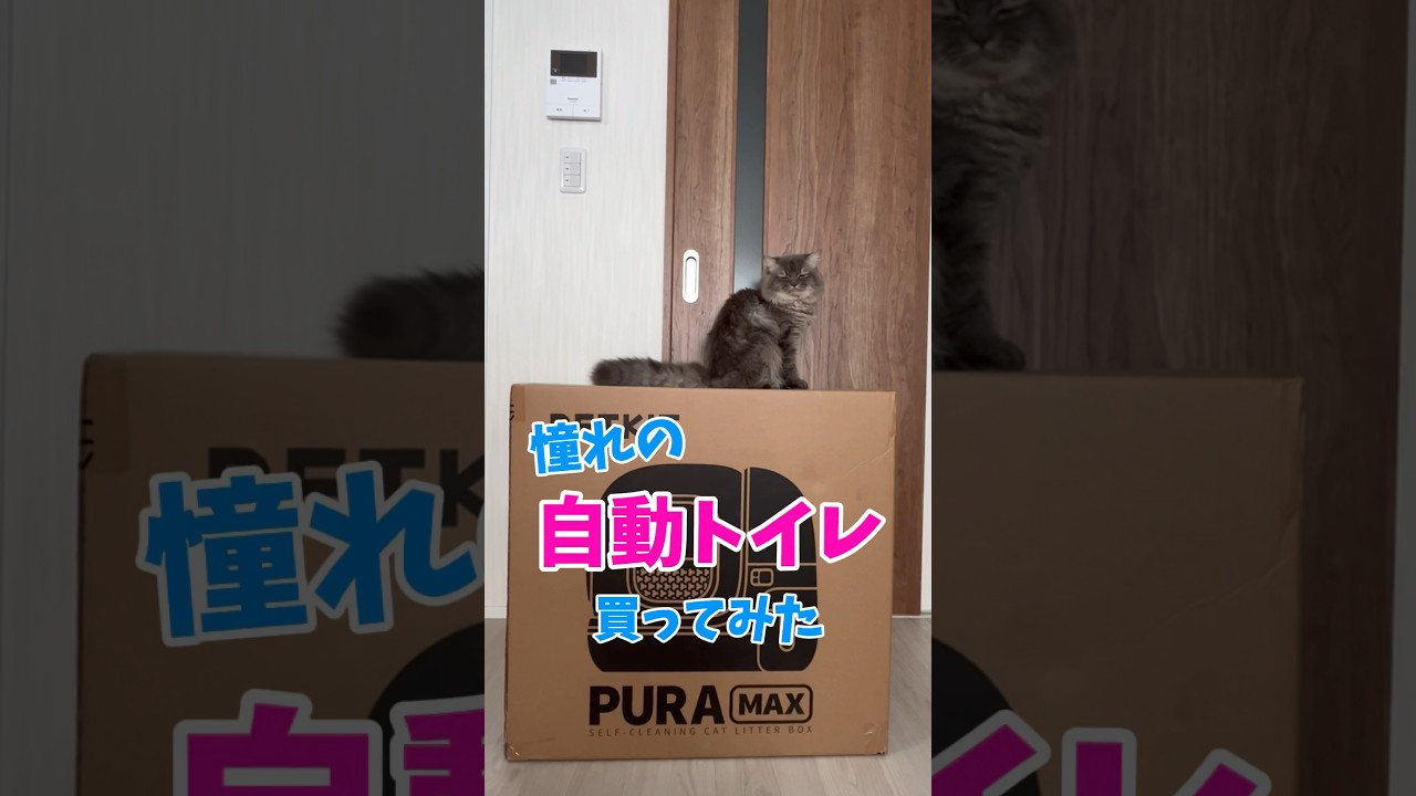 猫用の自動トイレが良すぎた！！#petkit #cat #猫のいる暮らし #ラガマフィン #可愛い #つまみちゃん #子猫 #shorts