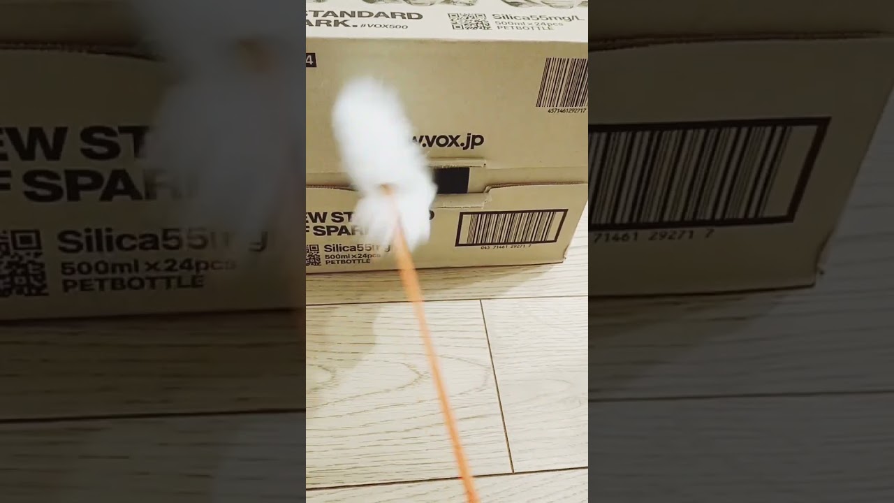 高速クリームパンwww #cat #ラグドール #ragdoll #cute #pets #catlover #猫のいる暮らし #ねこ #猫