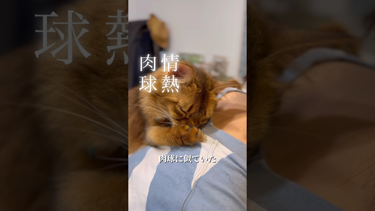 肉球を吸うと思い出の味