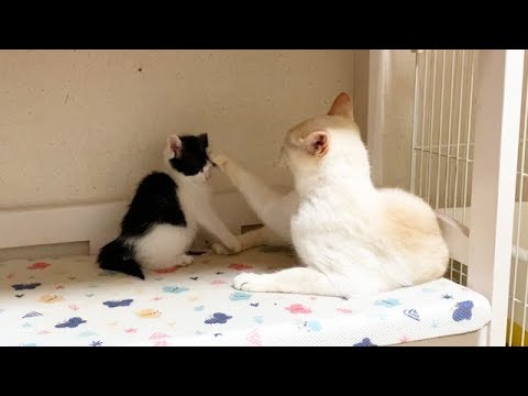 しつこい子猫を片手で止める猫