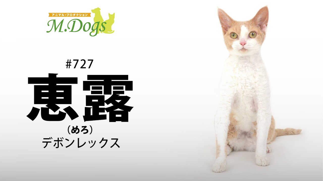 ペットモデル #727 デボンレックス「恵露(めろ)」
