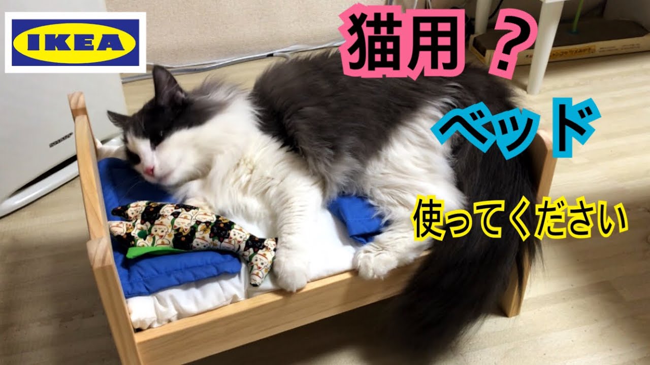 【IKEA】人形用ベッドで猫ベッド！【ノルウェージャンフォレストキャット】