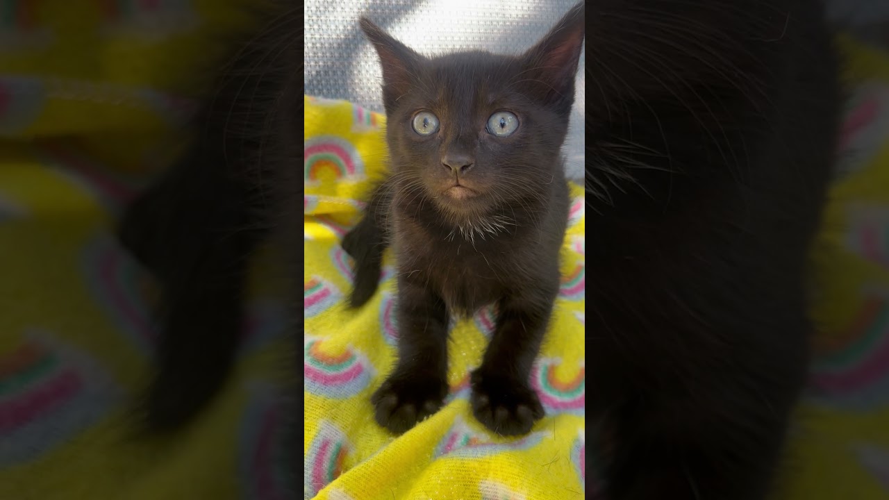 Adorable! Sweet kitten!😊❤️🥰 #rescue #shorts #kitten #adorable #pets #cute