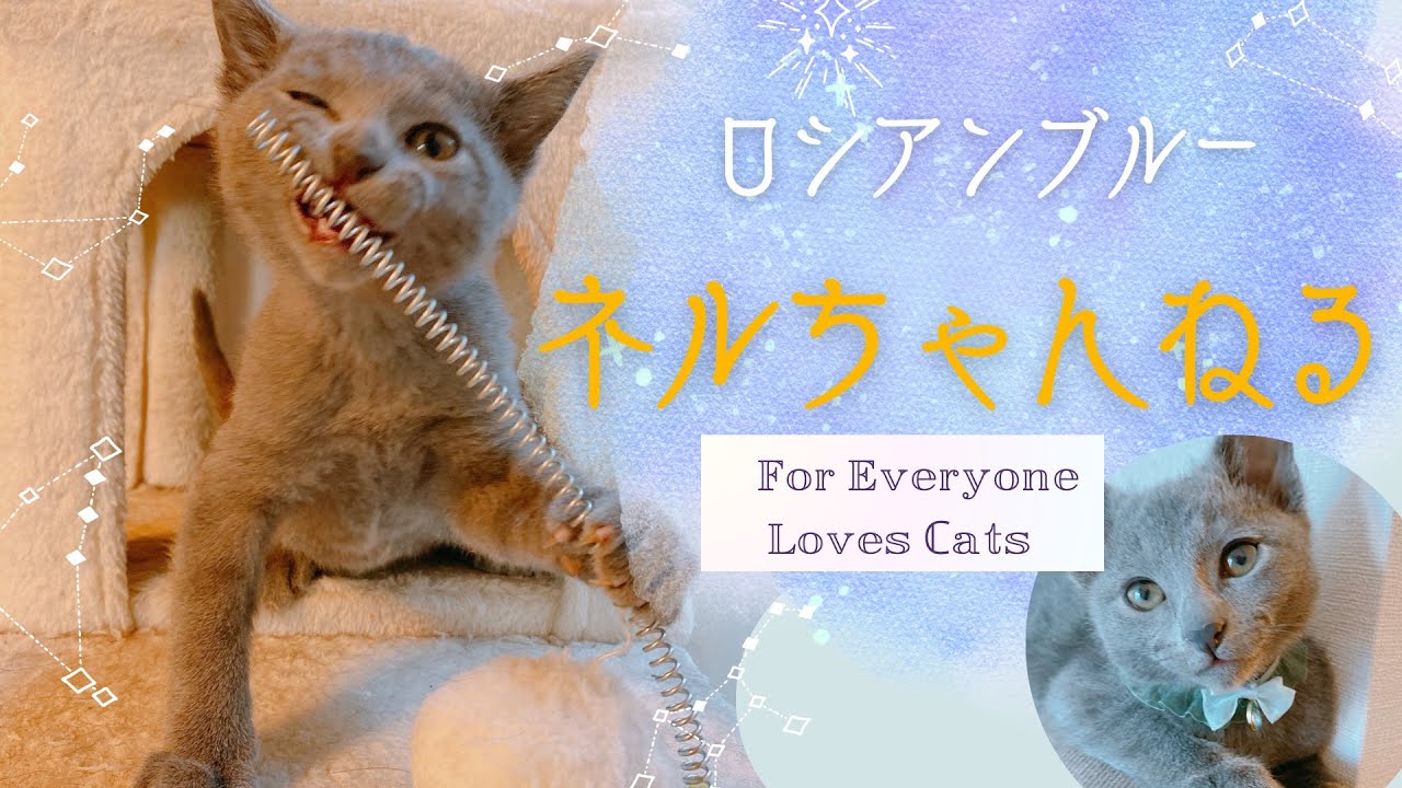 【ロシアンブルー2ヶ月♂】お迎え2日目にはだんだん慣れてきました #おすすめ #cat