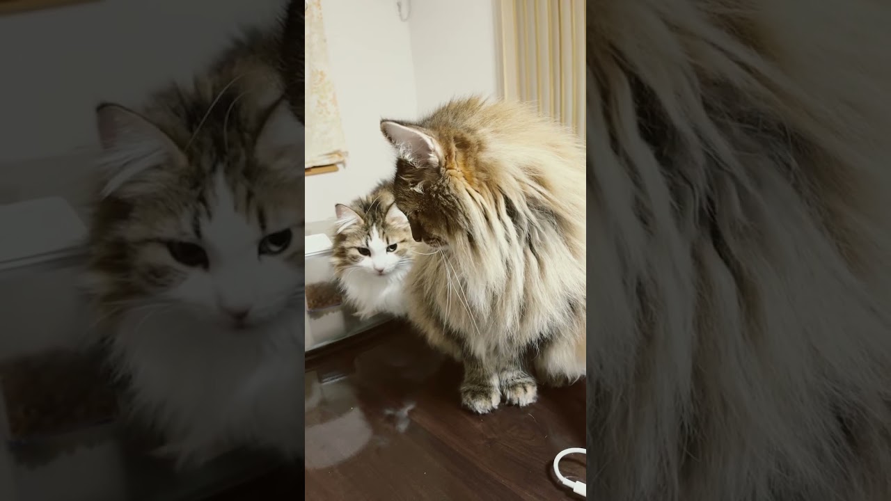 後ろの猫を確認する猫#shorts #ノルウェージャンフォレストキャット #cat #cats #猫 #猫との暮らし #可愛い猫