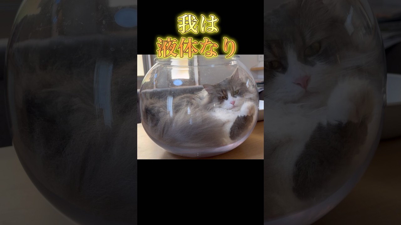 猫は液体だった　サイベリアン　#shorts