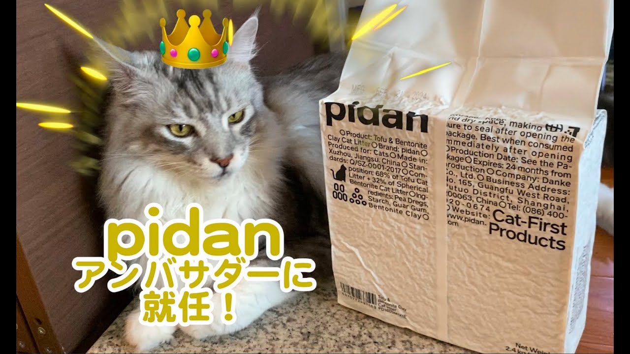 大型猫メインクーンくーちゃん。pidanのアンバサダー就任！【おからベントナイトミックス猫砂】を試してみた