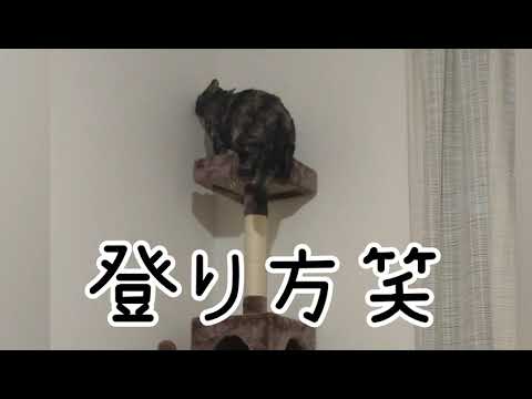 【セルカークレックス】眠いのに起されるせら【せらのりたま】