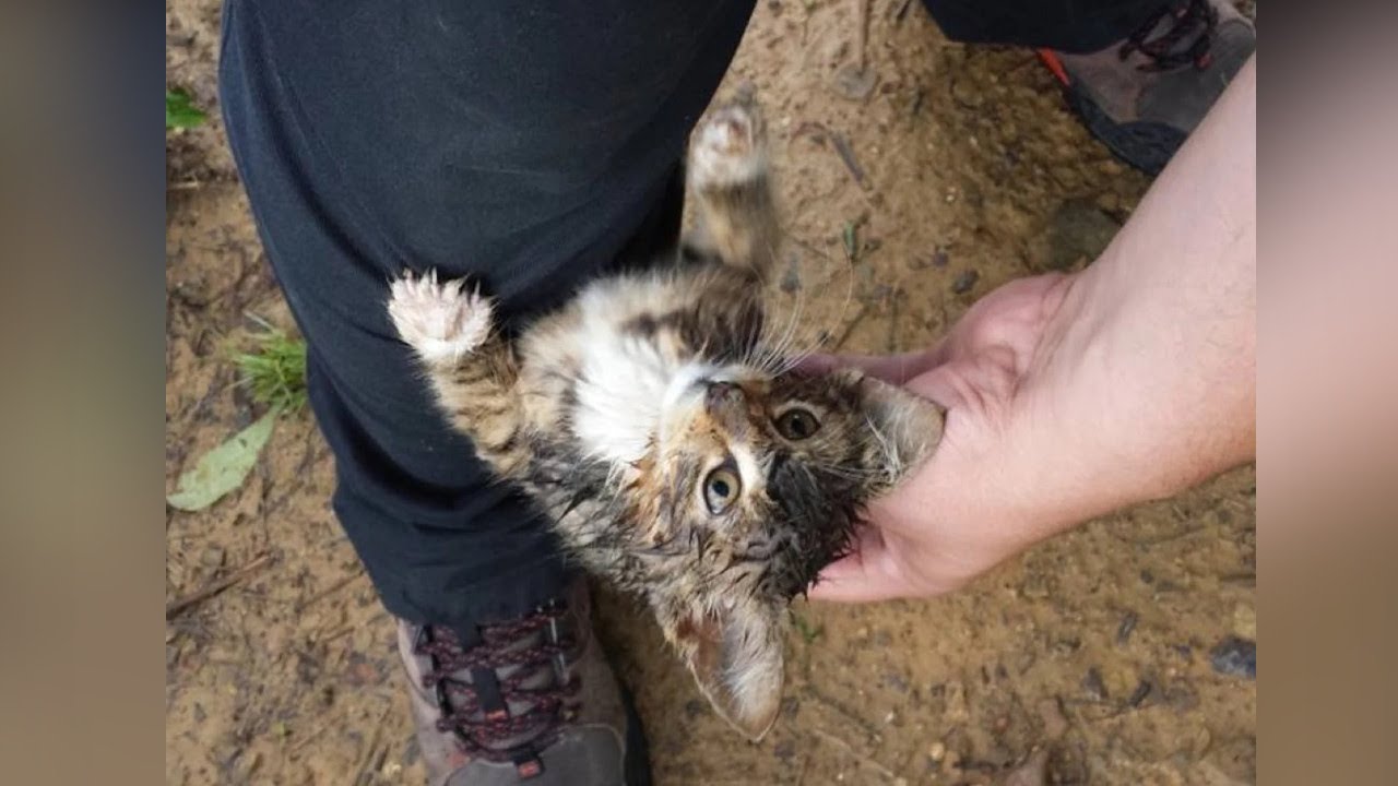 森の中で足にしがみついてきた子猫。鳴き声をあげて懸命に助けを求めた猫は幸せを手に入れる【感動】