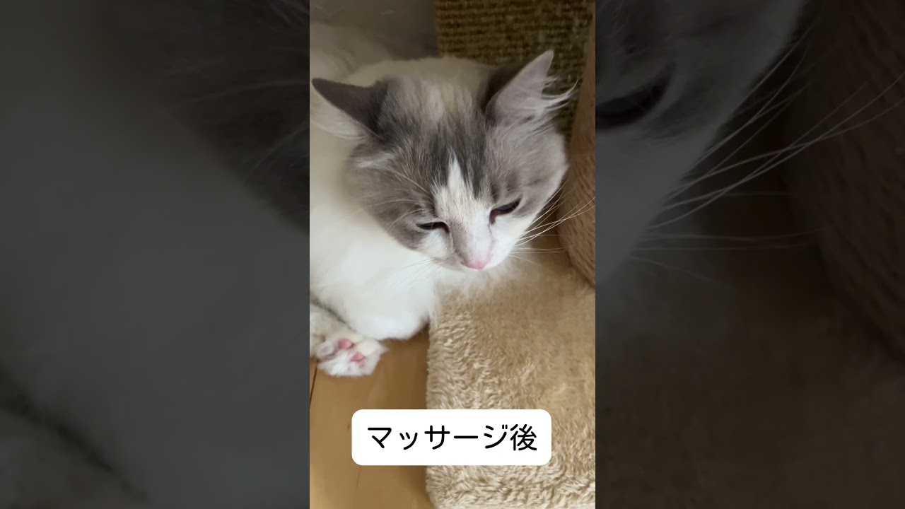 フェイスマッサージしてもらう猫#ラグドール #猫 #ねこのいる生活