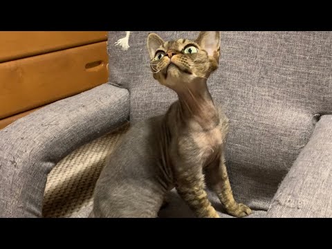 デボンレックス弟と最近のお気に入りの遊びをしました(Playing with Devon Rex cat using his favorite toy at his favorite place)