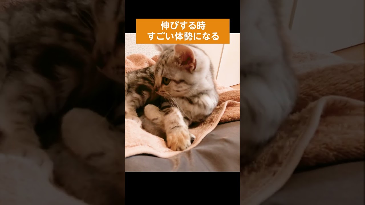 伸びの姿勢がすごいことになる子猫【アメリカンショートヘアー】#shorts #アメショー  #子猫
