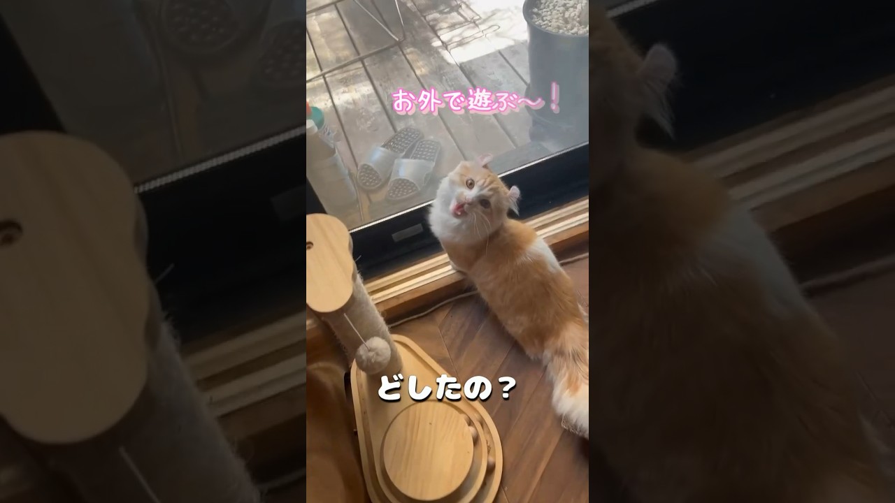 【キンカロー】お外で遊びたいので声色を使い分ける毛玉【マンチカール】#猫 #キンカロー