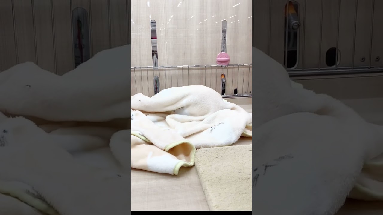 #shorts #pets #cat #ペットショップ