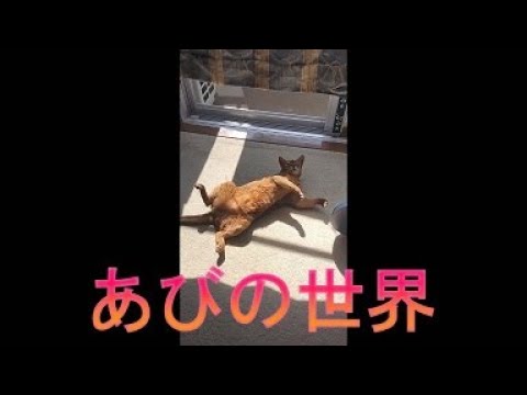 ネコ動画あび＃3786　あびの毎日　アビシニアン　あび