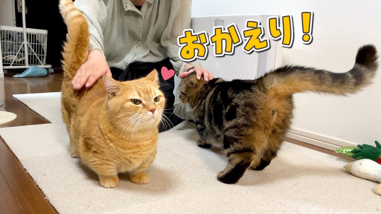 ２日ぶりの再会で甘えん坊が止まらない兄弟猫が可愛すぎる…！